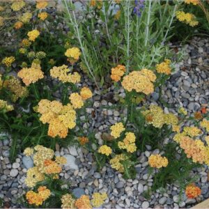 Dove Grey Pebbles 8-15mm