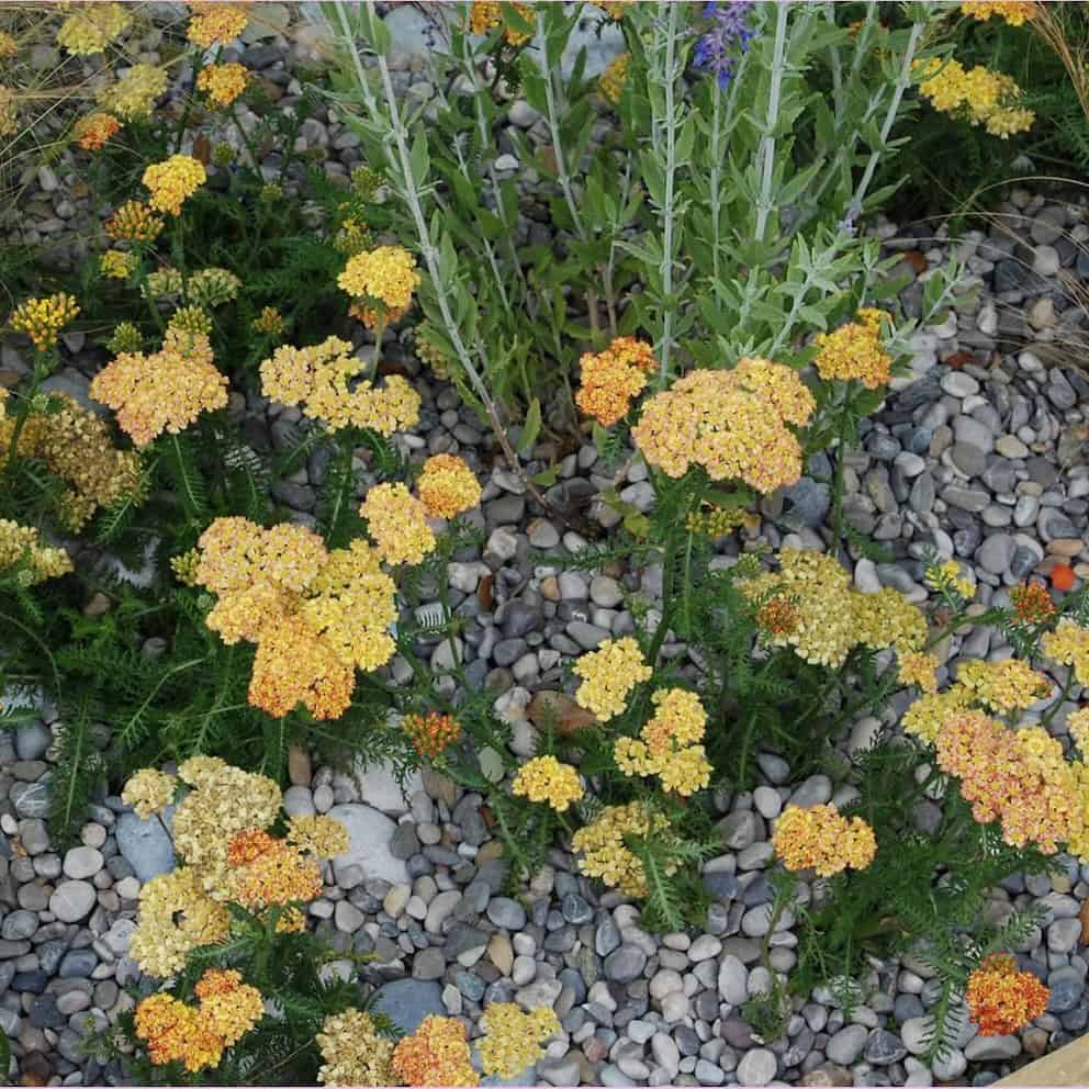 Dove Grey Pebbles 8-15mm